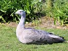 Cape Barren Goose (WWT Slimbridge March 2019) - pic by Nigel Key