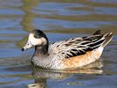 Chiloe Wigeon (WWT Slimbridge 25/03/19) ©Nigel Key