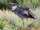 Crested Screamer (WWT Slimbridge 25/03/19) ©Nigel Key