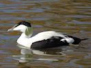 Eider (WWT Slimbridge 25/03/19) ©Nigel Key