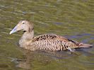 Eider (WWT Slimbridge March 2019) - pic by Nigel Key