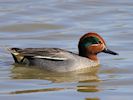 Eurasian Teal (WWT Slimbridge March 2019) - pic by Nigel Key