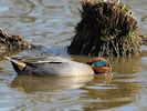 Eurasian Teal (WWT Slimbridge March 2019) - pic by Nigel Key