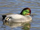 Falcated Duck (WWT Slimbridge 25/03/19) ©Nigel Key