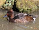 Ferruginous Duck (WWT Slimbridge March 2019) - pic by Nigel Key