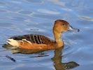 Fulvous Whistling Duck (WWT Slimbridge 20) - pic by Nigel Key