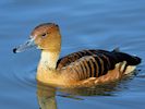 Fulvous Whistling Duck (WWT Slimbridge 25/03/19) ©Nigel Key