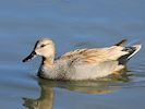 Gadwall (WWT Slimbridge 25/03/19) ©Nigel Key