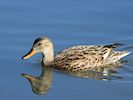 Gadwall (WWT Slimbridge 25/03/19) ©Nigel Key