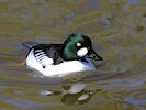 Goldeneye (WWT Slimbridge 25/03/19) ©Nigel Key