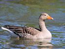 Greylag Goose (WWT Slimbridge March 2019) - pic by Nigel Key