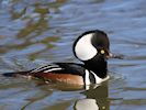 Hooded Merganser (WWT Slimbridge March 2019) - pic by Nigel Key