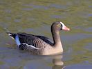 Lesser White-Fronted Goose (WWT Slimbridge 25/03/19) ©Nigel Key