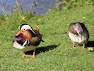 Mandarin Duck (WWT Slimbridge March 2019) - pic by Nigel Key