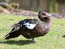 Muscovy Duck (WWT Slimbridge 25/03/19) ©Nigel Key