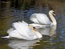 Mute Swan (WWT Slimbridge March 2019) - pic by Nigel Key