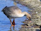 Pink-Footed Goose (WWT Slimbridge 25/03/19) ©Nigel Key