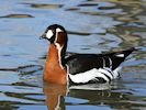 Red-Breasted Goose (WWT Slimbridge 25/03/19) ©Nigel Key