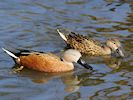 Red Shoveler (WWT Slimbridge 25/03/19) ©Nigel Key