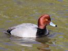 Redhead (WWT Slimbridge 25/03/19) ©Nigel Key