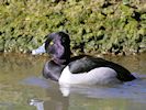 Ring-Necked Duck (WWT Slimbridge March 2019) - pic by Nigel Key