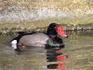 Rosybill (WWT Slimbridge March 2019) - pic by Nigel Key