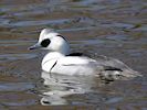 Smew (WWT Slimbridge March 2019) - pic by Nigel Key