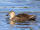 Chinese Spot-Billed Duck (WWT Slimbridge March 2019) - pic by Nigel Key