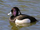 Tufted Duck (WWT Slimbridge March 2019) - pic by Nigel Key