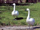 Whistling Swan (WWT Slimbridge March 2019) - pic by Nigel Key