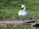 Whistling Swan (WWT Slimbridge 25/03/19) ©Nigel Key