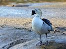 African Comb Duck (WWT Slimbridge 29/11/19) ©Nigel Key