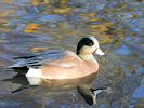 American Wigeon (WWT Slimbridge 29/11/19) ©Nigel Key