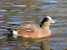 American Wigeon (WWT Slimbridge 29/11/19) ©Nigel Key