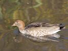 Australian Wood Duck (WWT Slimbridge 29/11/19) ©Nigel Key