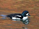 Barrow's Goldeneye (WWT Slimbridge 29/11/19) ©Nigel Key