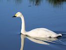 Bewick's Swan (WWT Slimbridge 29/11/19) ©Nigel Key