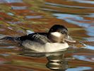 Bufflehead (WWT Slimbridge 29/11/19) ©Nigel Key