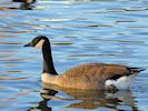 Canada Goose (WWT Slimbridge 29/11/19) ©Nigel Key