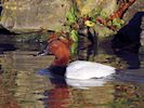 Canvasback (WWT Slimbridge 29/11/19) ©Nigel Key
