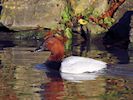 Canvasback (WWT Slimbridge 29/11/19) ©Nigel Key