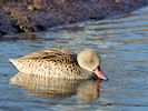 Cape Teal (WWT Slimbridge 29/11/19) ©Nigel Key