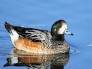 Chiloe Wigeon (WWT Slimbridge 29/11/19) ©Nigel Key