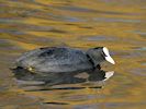 Coot (WWT Slimbridge 29/11/19) ©Nigel Key