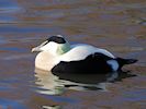 Eider (WWT Slimbridge 29/11/19) ©Nigel Key