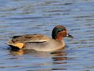 Eurasian Teal (WWT Slimbridge 29/11/19) ©Nigel Key