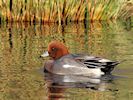 Eurasian Wigeon (WWT Slimbridge 29/11/19) ©Nigel Key