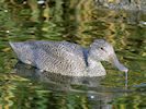 Freckled Duck (WWT Slimbridge 29/11/19) ©Nigel Key