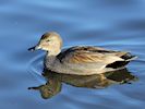 Gadwall (WWT Slimbridge 29/11/19) ©Nigel Key