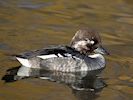 Goldeneye (WWT Slimbridge 29/11/19) ©Nigel Key